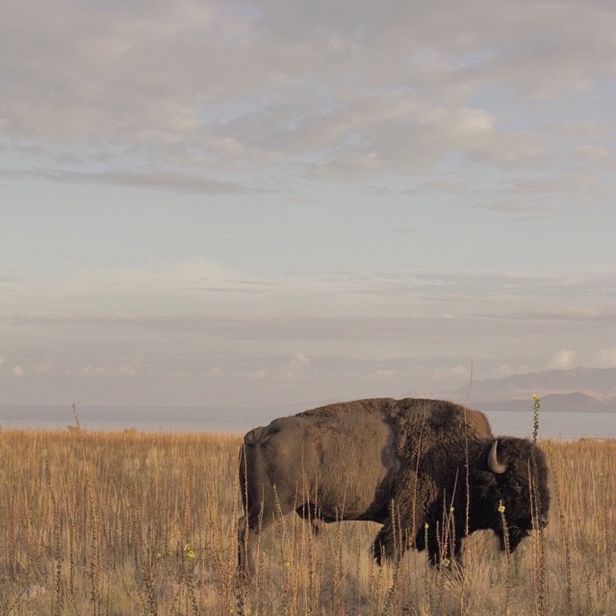 Buffalo Flower
