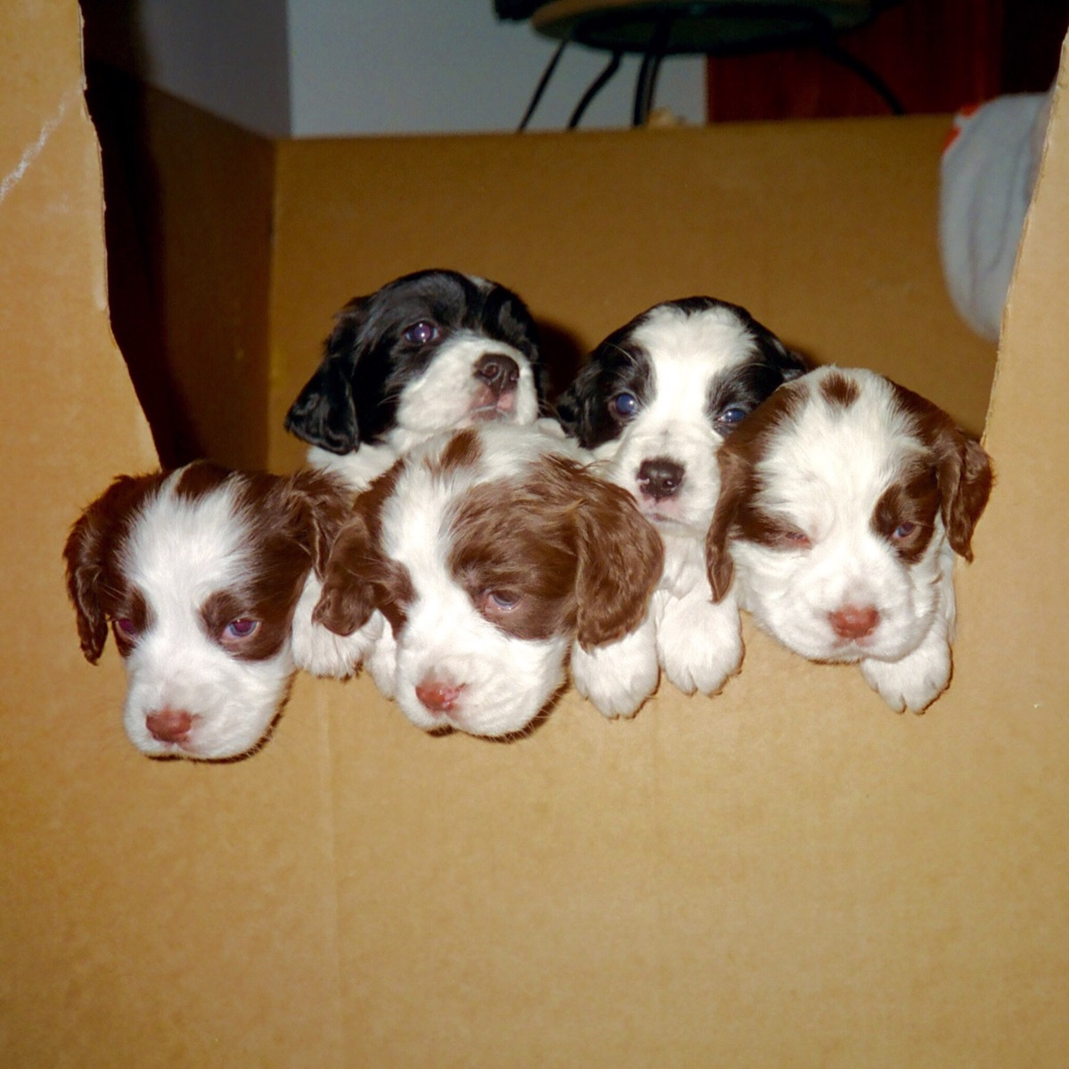 Puppies