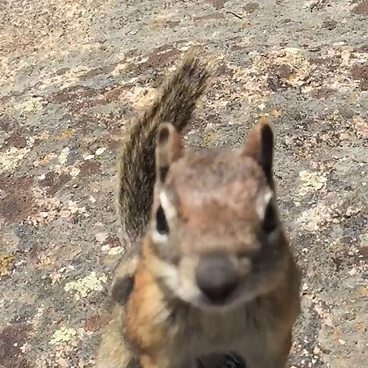 Curious Squirrel
