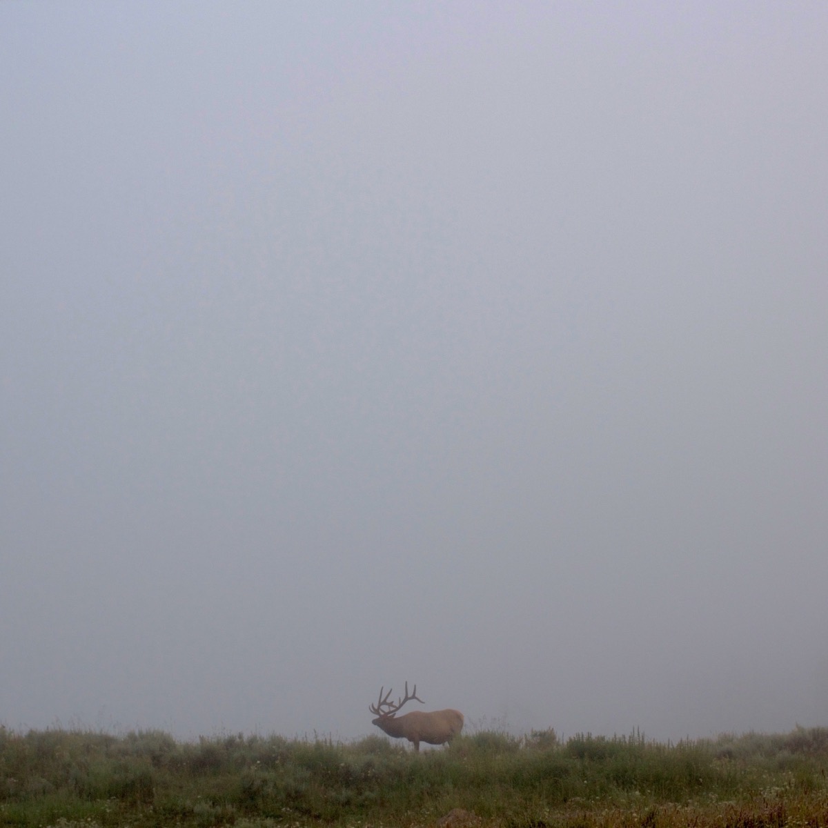 Morning Elk