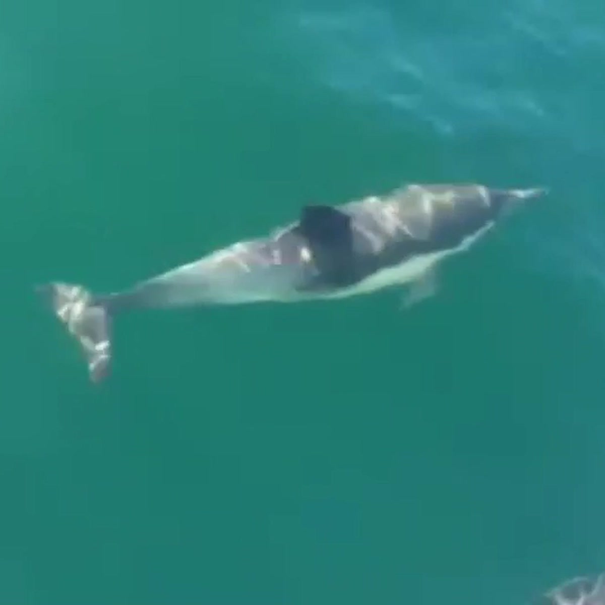 Dana Point Dolphins