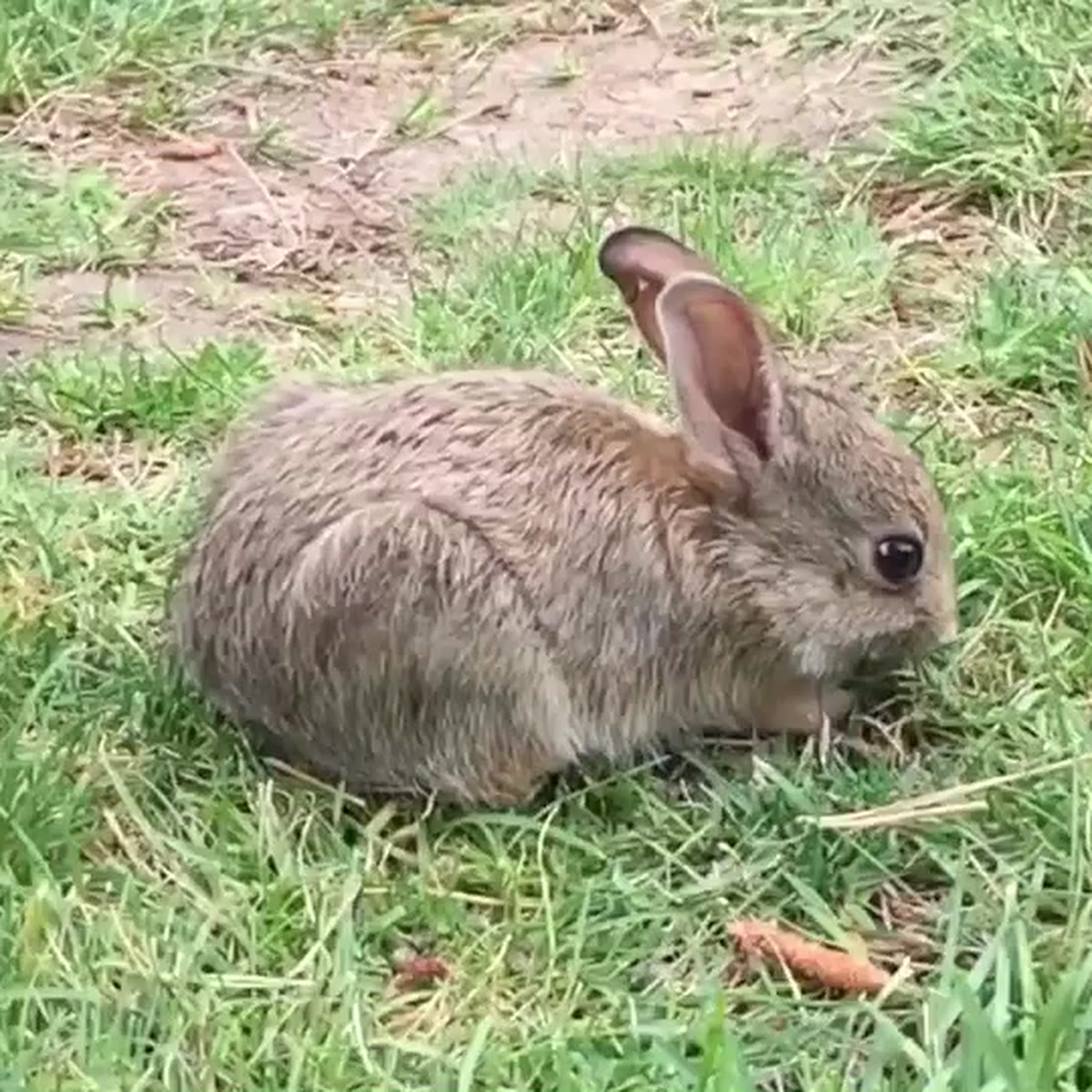 Rabbit