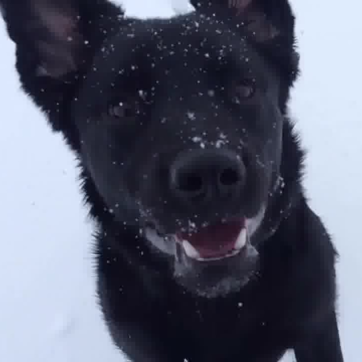 Kylo