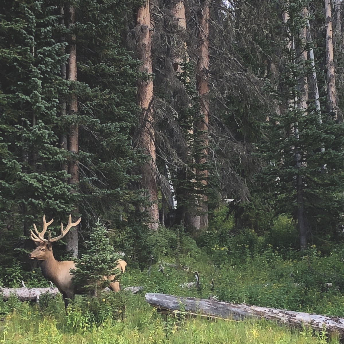 Invisible Elk
