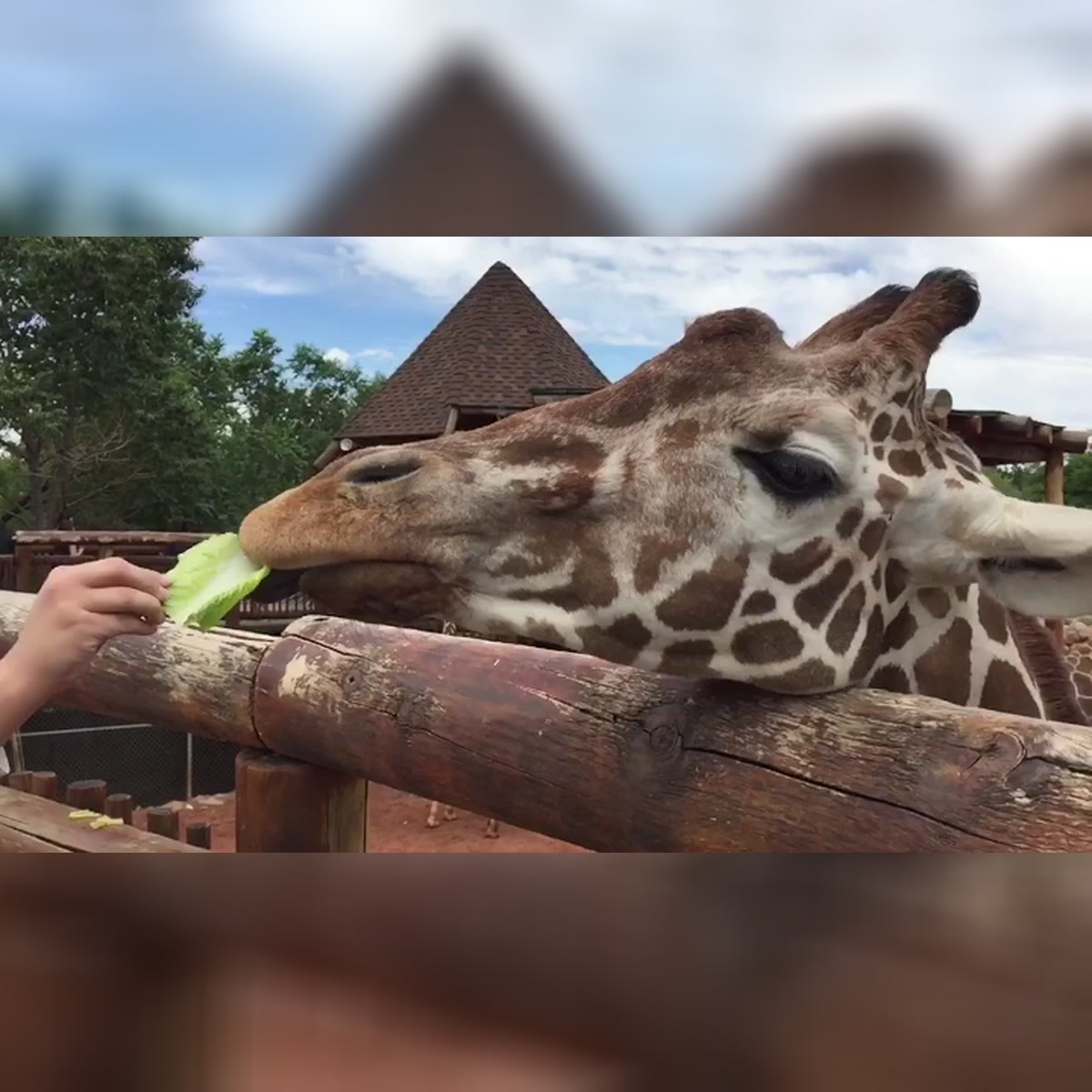 Vegetarian Giraffe