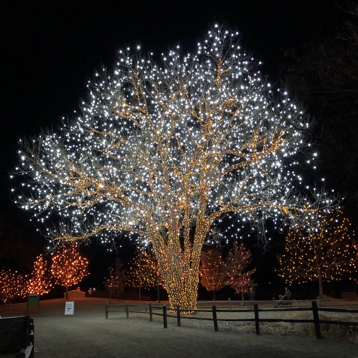 Treelights