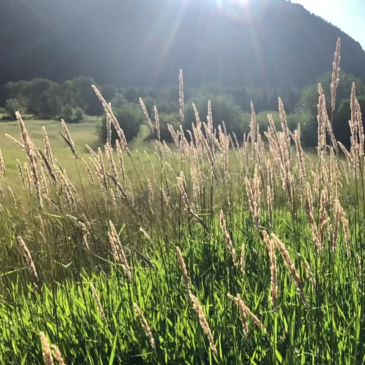 Prairie Dance