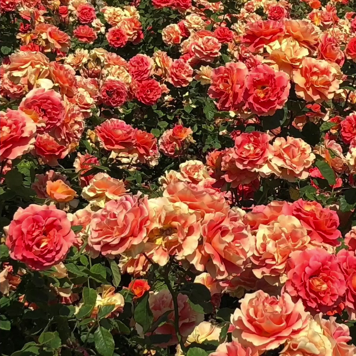 Beautiful Flowers