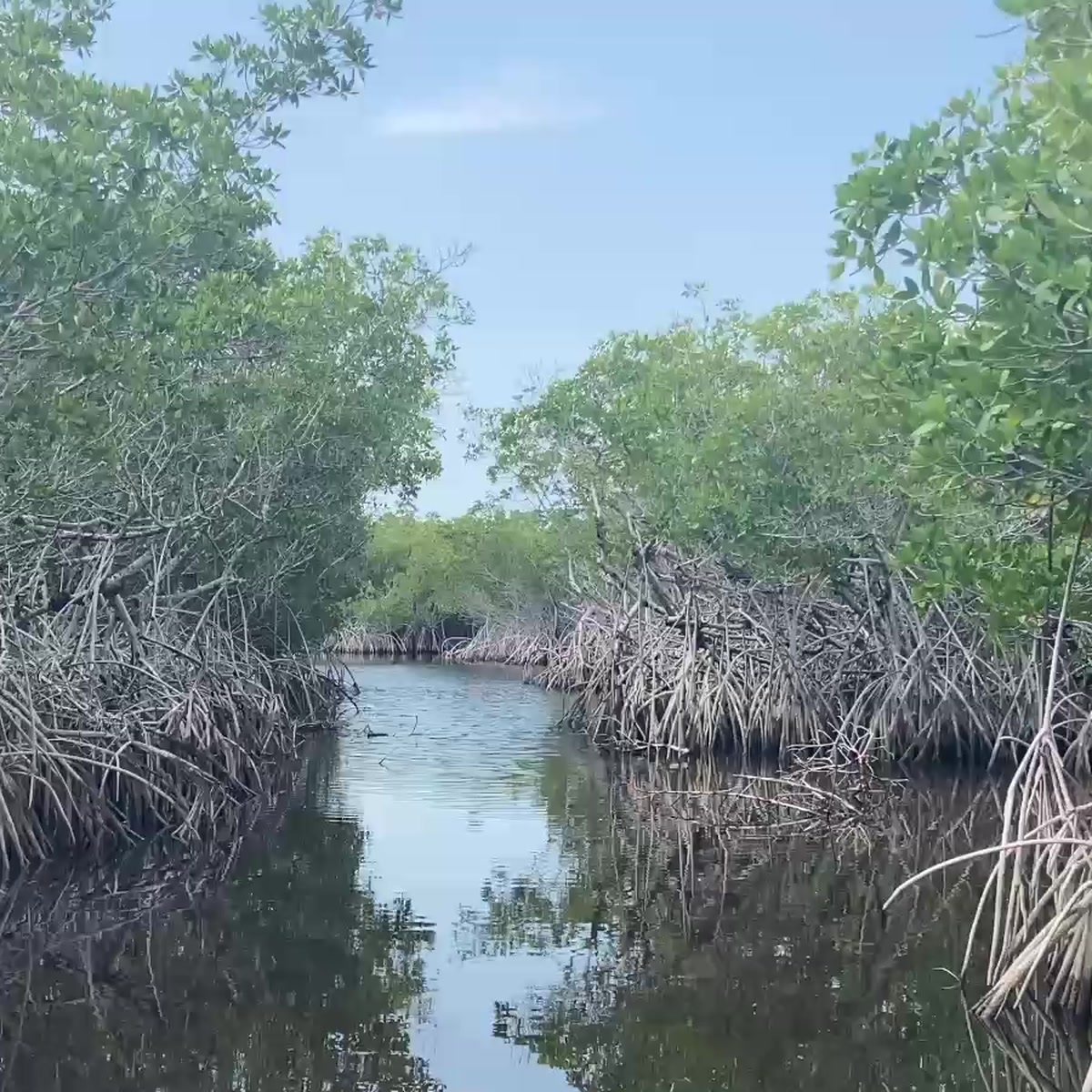 Everglades Airboat Ride
