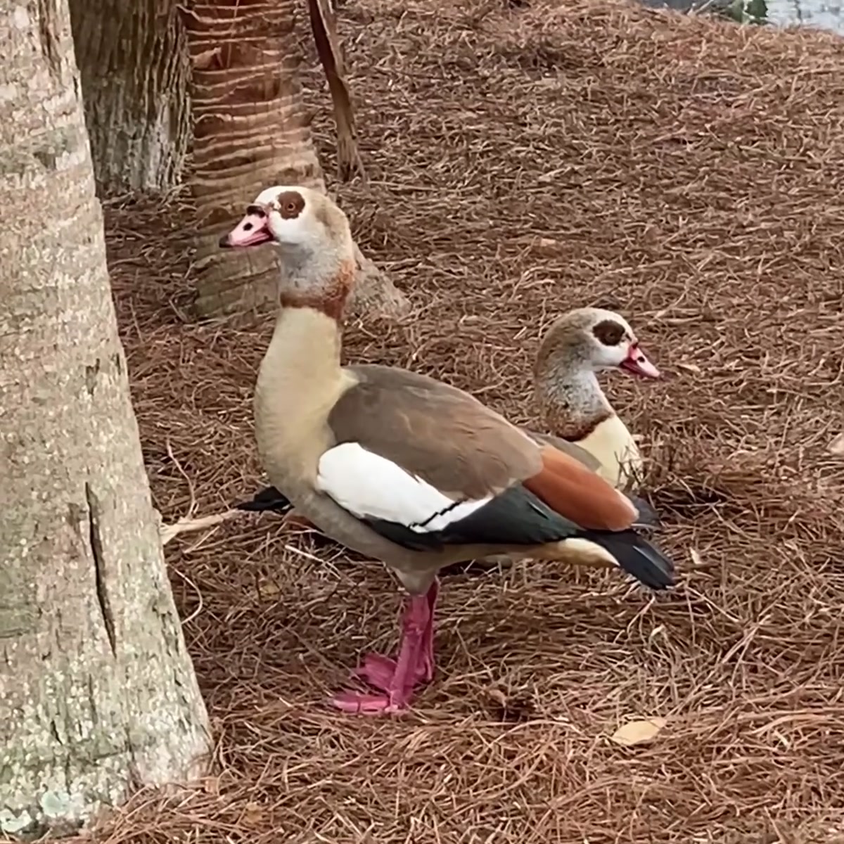 The Egyptian Goose
