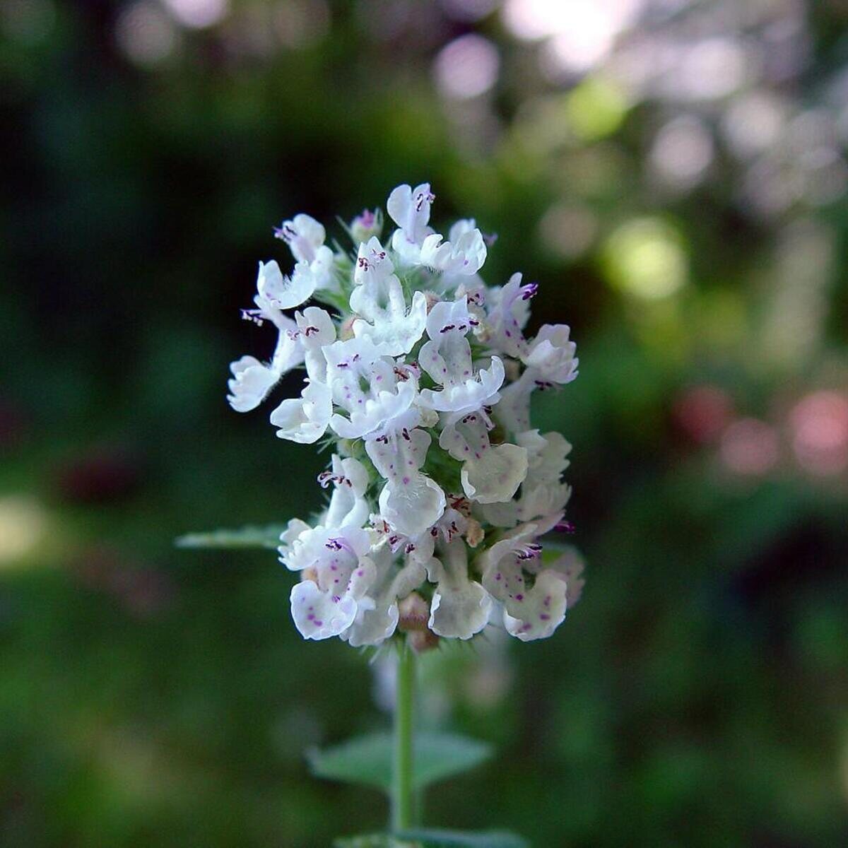 Catnip