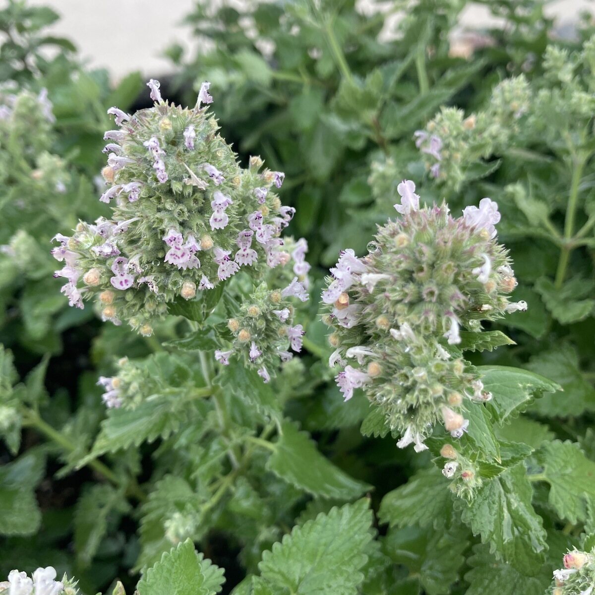 Catnip