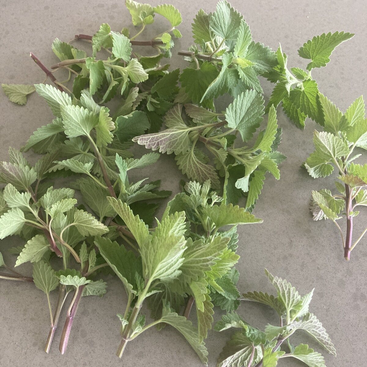 Catnip