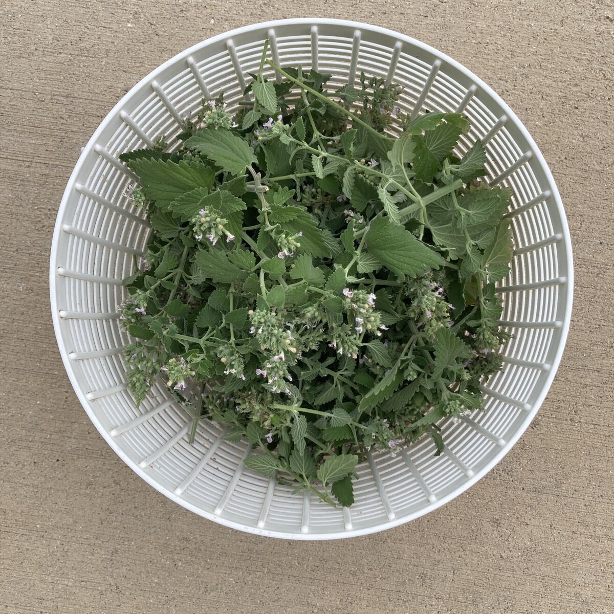 Catnip