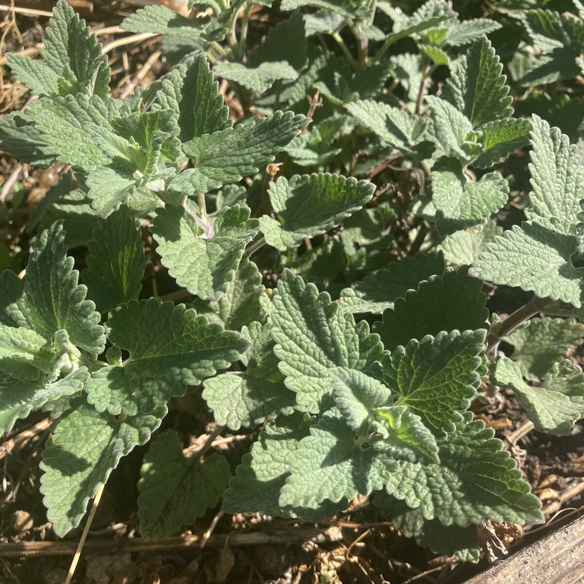Catnip