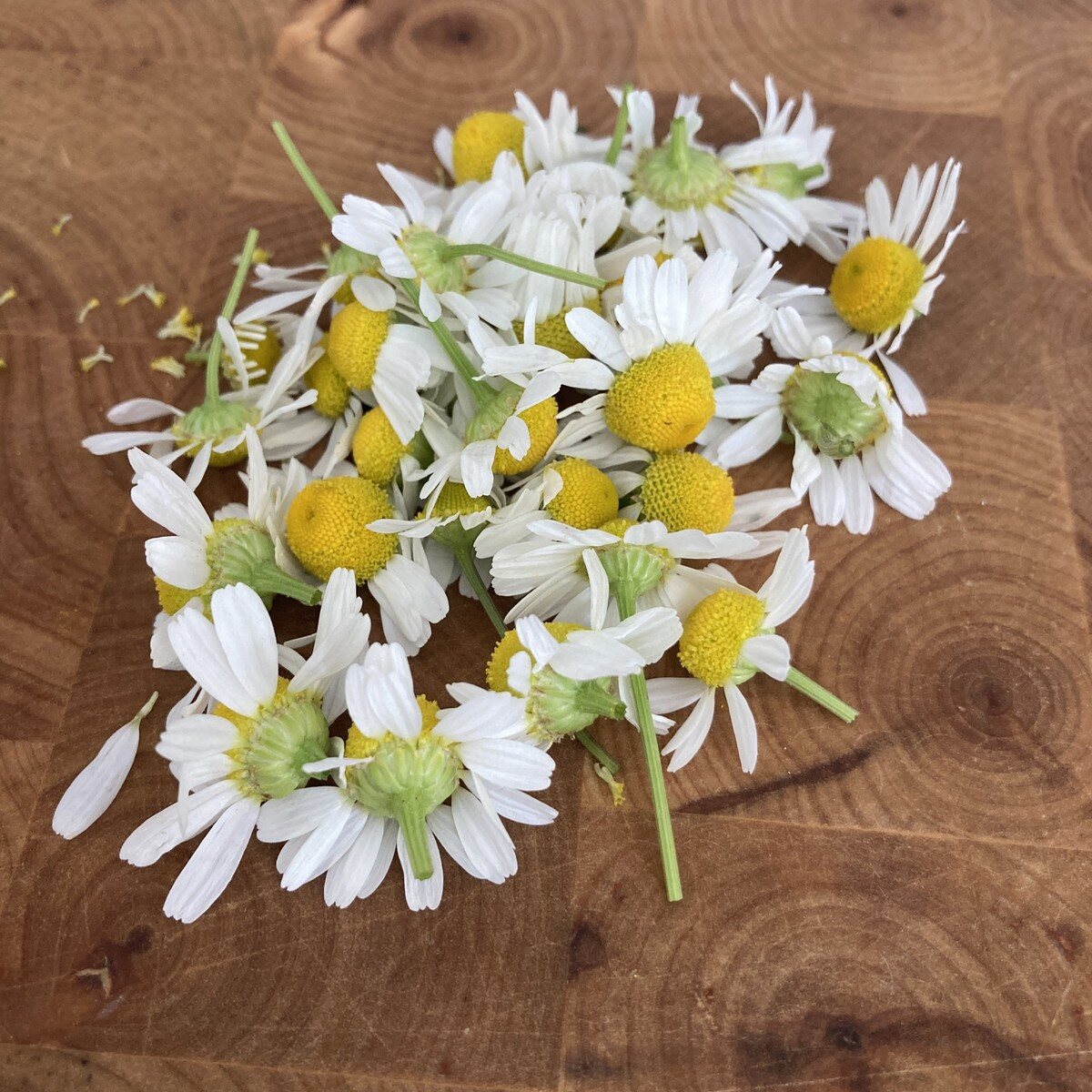 Chamomile