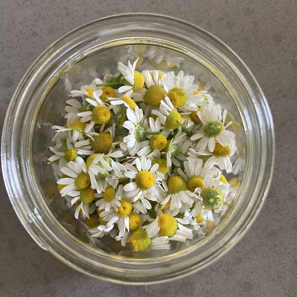Chamomile