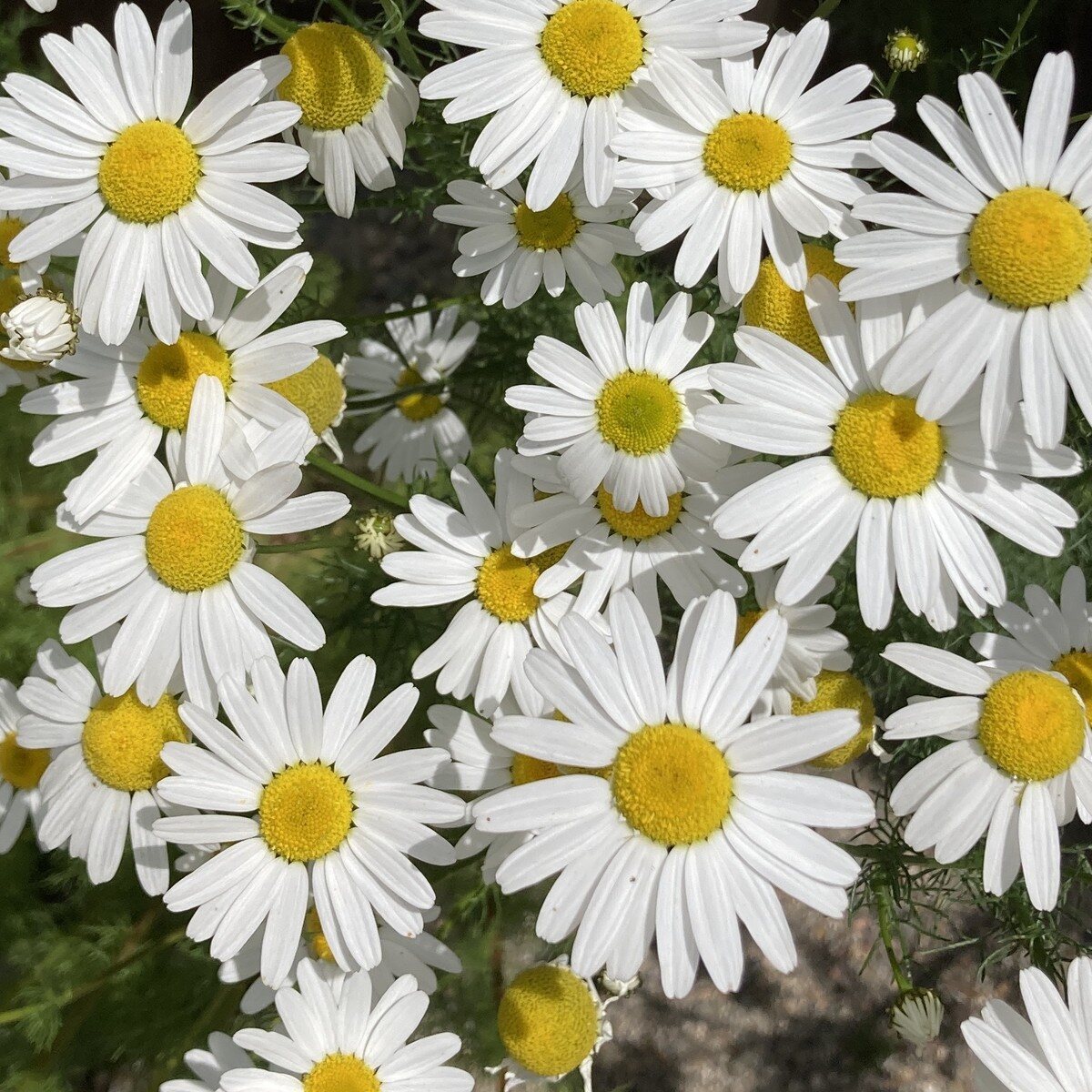 Chamomile