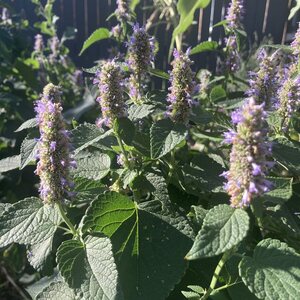 Hyssop