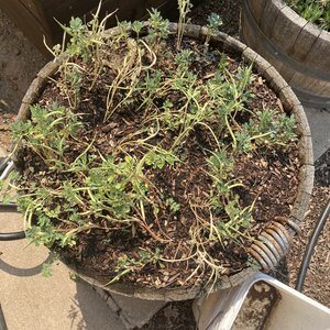 Fenugreek