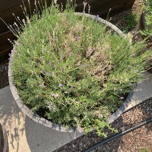 Lavender