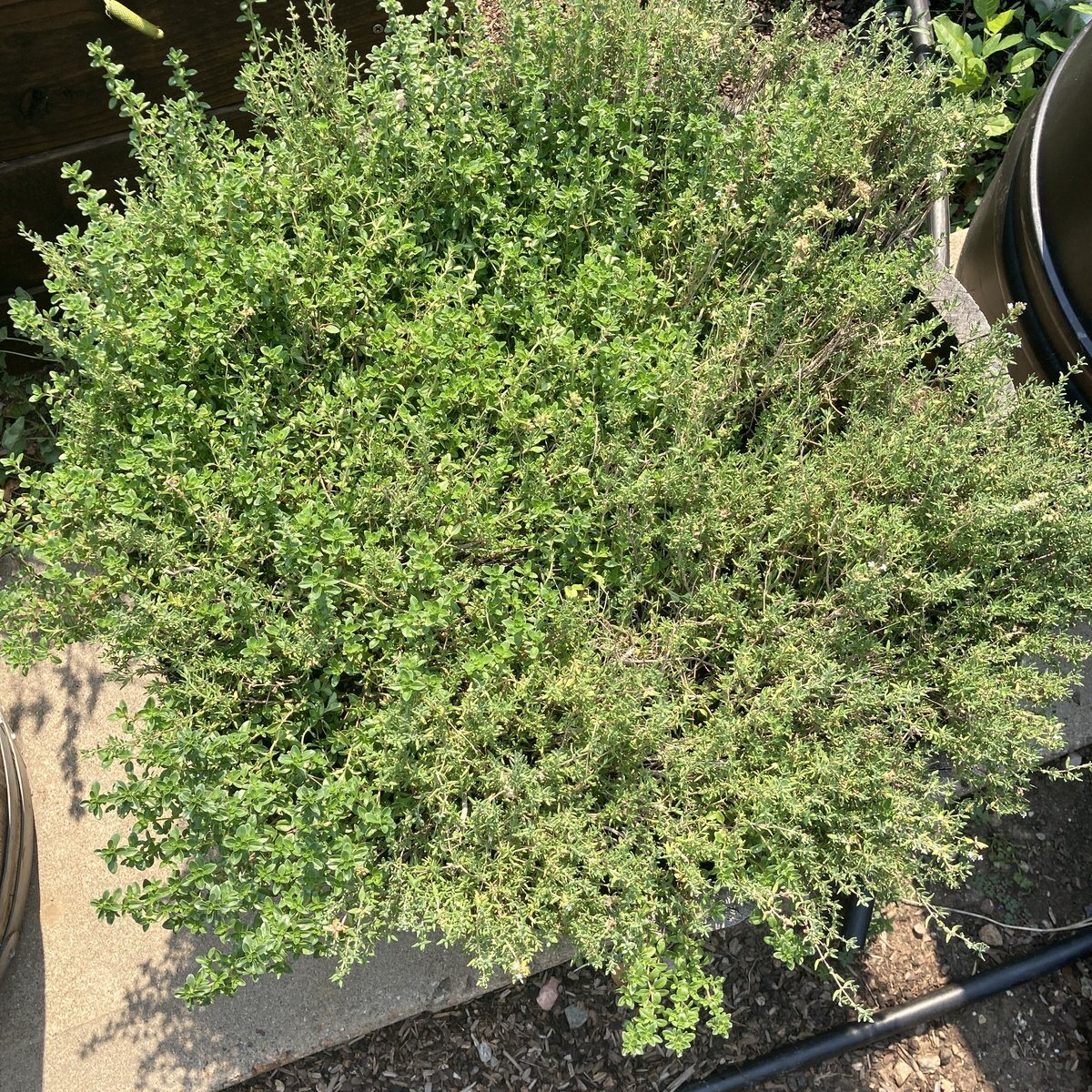WB-03 · Thyme · July 2026
