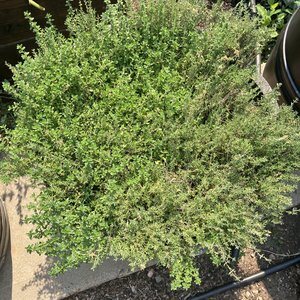 Thyme