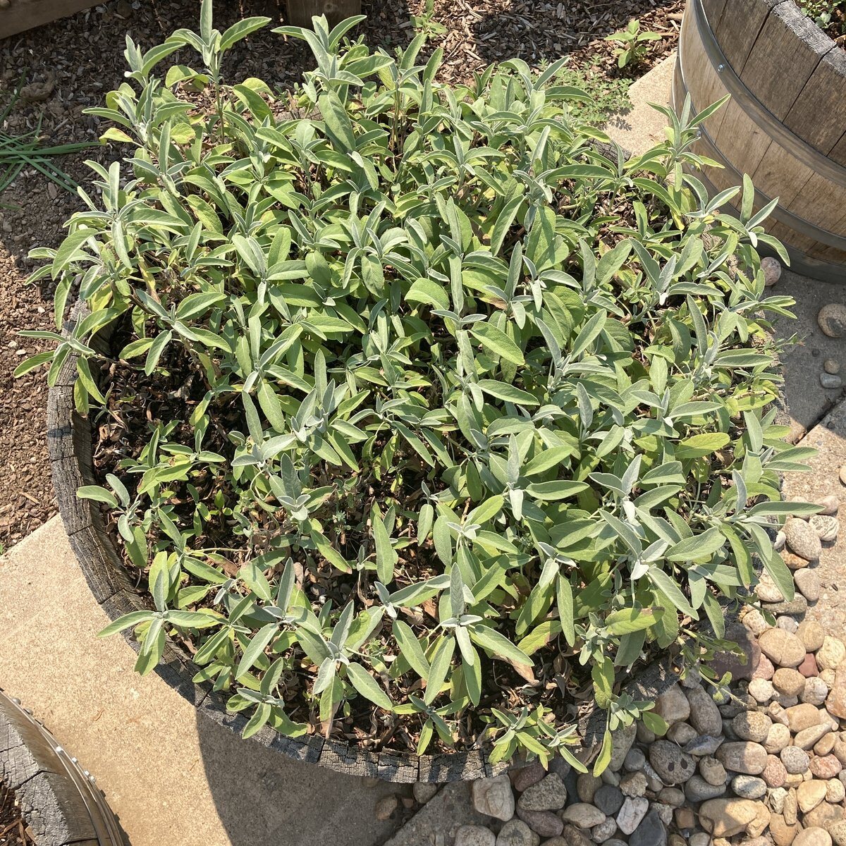 WB-05 · Sage · July 2026