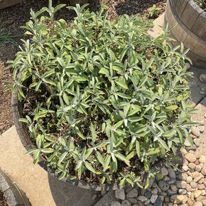 Sage