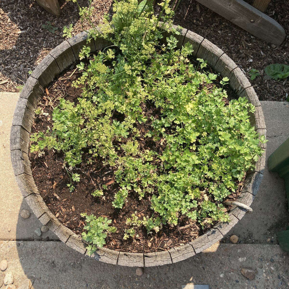 WB-06 · Parsley & Chervil · July 2026