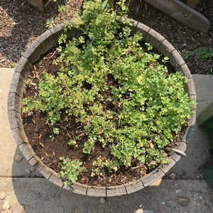 Parsley & Chervil