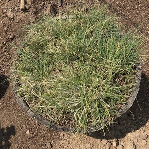 Chives