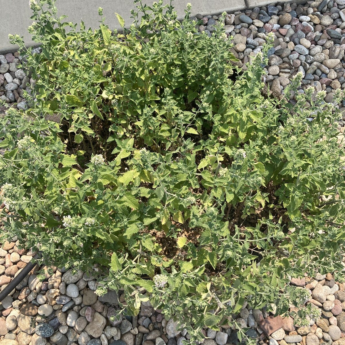 WB-09 · Catnip · July 2026