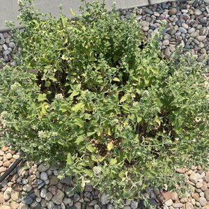 Catnip